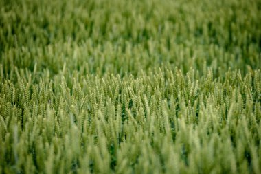 hazır buğday alanları ile beyaz bulutlar inç kırsal mavi gökyüzü altında geç yaz aylarında hasat
