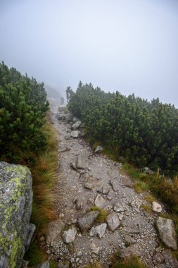 sisli puslu gün yağmur ve kayalık ayak izi hiking turist. Slovakya
