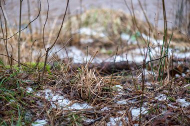donmuş ağaç dalları ile kışın arka plan bulanıklık