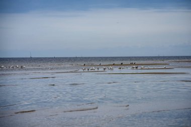 denizin kenarında plajda su yakınında yaz aylarında dinlenme Kuşlar sürüsü