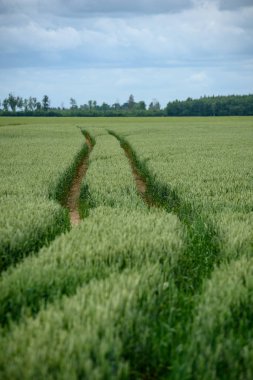 hazır buğday alanları ile beyaz bulutlar inç kırsal mavi gökyüzü altında geç yaz aylarında hasat