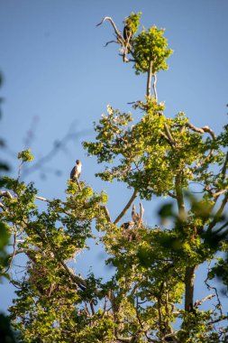 yüksek ağaçların iç içe geçirme ve gölde balık yok parazit Kuşlar sürüsü