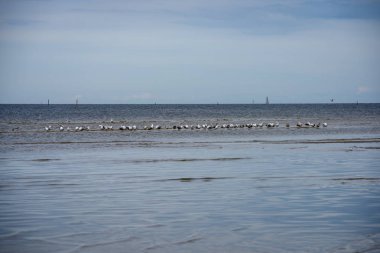 denizin kenarında plajda su yakınında yaz aylarında dinlenme Kuşlar sürüsü
