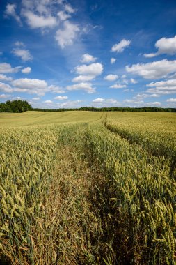 hazır buğday alanları ile beyaz bulutlar inç kırsal mavi gökyüzü altında geç yaz aylarında hasat