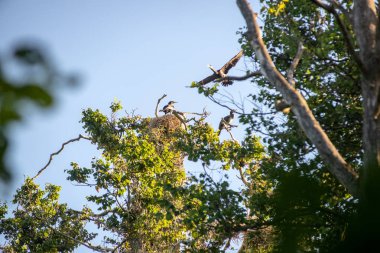 yüksek ağaçların iç içe geçirme ve gölde balık yok parazit Kuşlar sürüsü