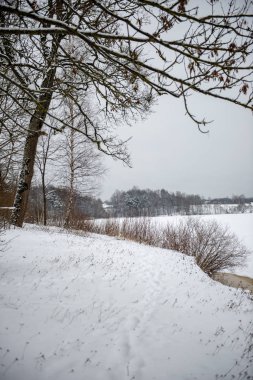 donmuş ağaç dalları ile kışın arka plan bulanıklık