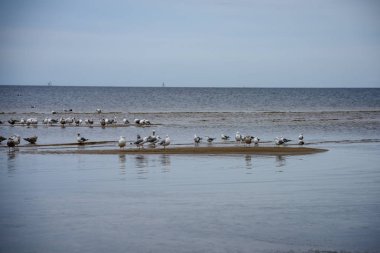 denizin kenarında plajda su yakınında yaz aylarında dinlenme Kuşlar sürüsü