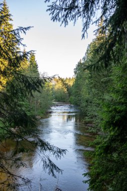Orman Nehri ormanda, erken ışık Nehri Amata Letonya üzerinde gündoğumu. akışı kayalar ve yaz aylarında yeşil yaprakları ile