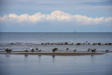 denizin kenarında plajda su yakınında yaz aylarında dinlenme Kuşlar sürüsü