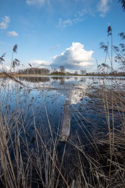 parlak güneş ışığı yansımaları, bulutlar ve ağaç ve mavi gökyüzü ile sakin göl. kırsal kesimde yaz