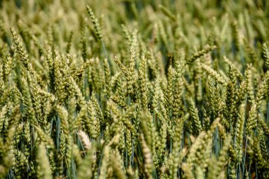 hazır buğday alanları ile beyaz bulutlar inç kırsal mavi gökyüzü altında geç yaz aylarında hasat