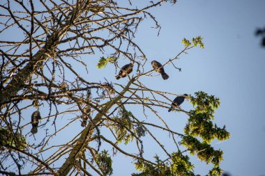 yüksek ağaçların iç içe geçirme ve gölde balık yok parazit Kuşlar sürüsü