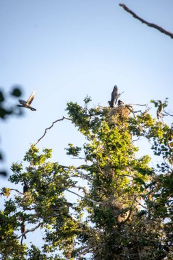 yüksek ağaçların iç içe geçirme ve gölde balık yok parazit Kuşlar sürüsü