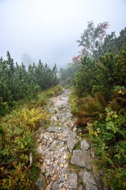 sisli puslu gün yağmur ve kayalık ayak izi hiking turist. Slovakya
