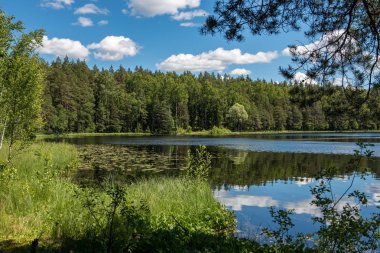 parlak güneş ışığı yansımaları, bulutlar ve ağaç ve mavi gökyüzü ile sakin göl. kırsal kesimde yaz