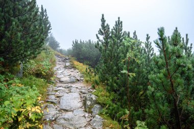 sisli puslu gün yağmur ve kayalık ayak izi hiking turist. Slovakya
