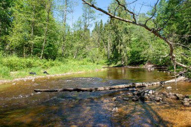 Orman Nehri ormanda, erken ışık Nehri Amata Letonya üzerinde gündoğumu. akışı kayalar ve yaz aylarında yeşil yaprakları ile