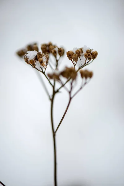 겨울에 얼어붙은 Bents 꽃무늬 — 스톡 사진