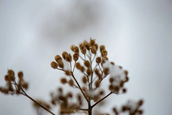 Ojíněné Trávě Bents Zimě Nad Sníh Vzorované Textury — Stock fotografie