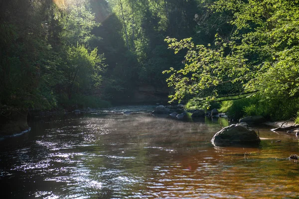 Sonnenaufgang Über Dem Waldfluss Wald Frühes Licht Über Dem Fluss — Stockfoto