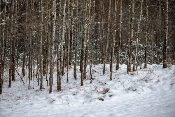 Κλάδοι Του Δέντρου Κατεψυγμένα Χειμώνα Θάμπωμα Του Φόντου — Φωτογραφία Αρχείου