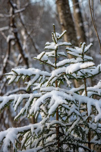 Гілки Замороженого Дерева Взимку Розмитим Фоном — стокове фото
