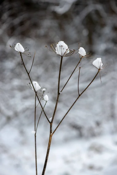 Zmrzlé Větve Zimě Rozostření Pozadí — Stock fotografie