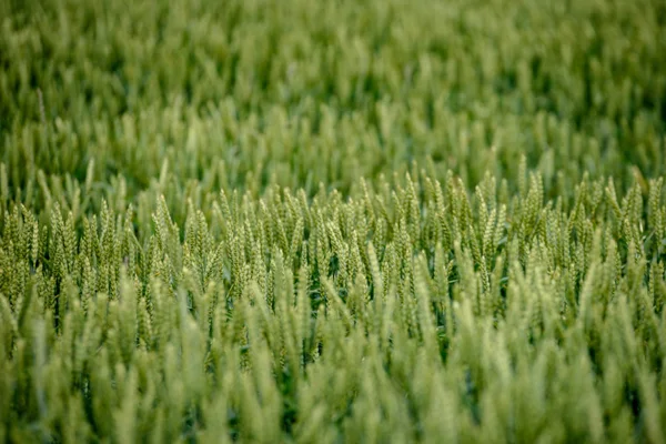 Sklizeň Připravena Pšeničná Pole Pozdním Létě Pod Modrou Oblohou Bílé — Stock fotografie