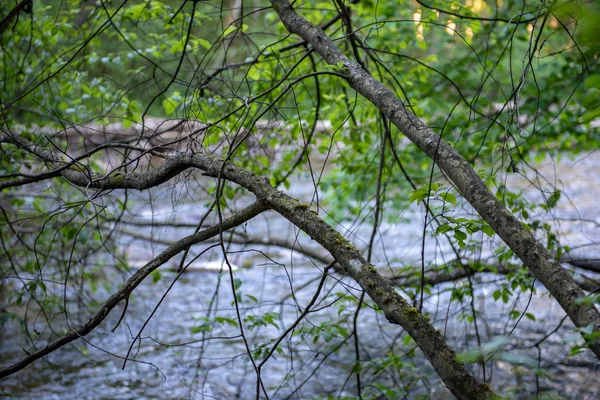 Amanecer Sobre Río Bosque Bosques Luz Temprana Sobre Río Amata — Foto de Stock