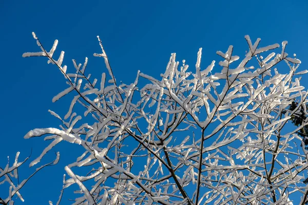 Branches Arbres Gelées Hiver Avec Fond Flou — Photo