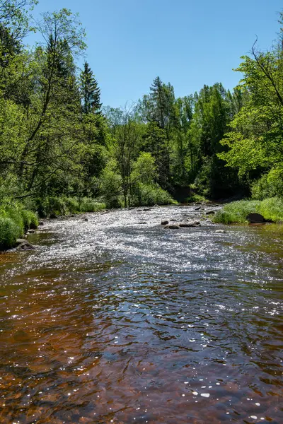 Zonsopgang Boven Rivier Van Bos Bossen Vroege Licht Rivier Amata — Stockfoto