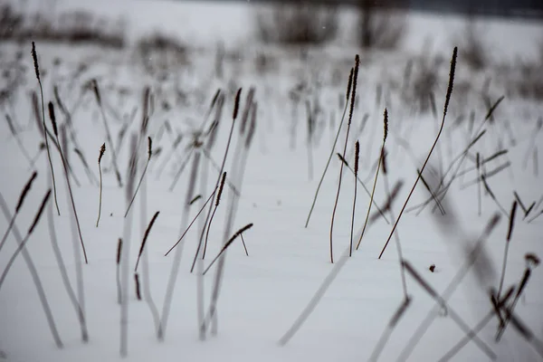 Замороженные Изгибы Травы Зимой Над Текстурой Снега — стоковое фото