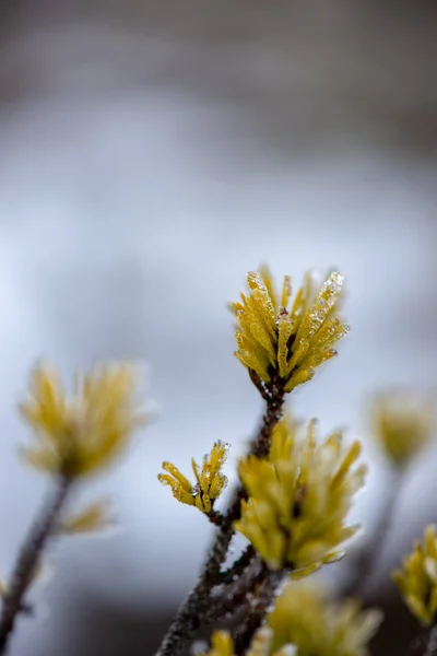 Donmuş Ağaç Dalları Ile Kışın Arka Plan Bulanıklık — Stok fotoğraf