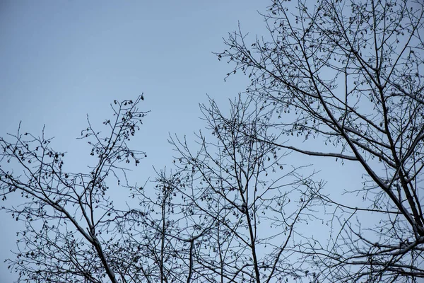 冬の凍った木々 の枝が背景をぼかし — ストック写真