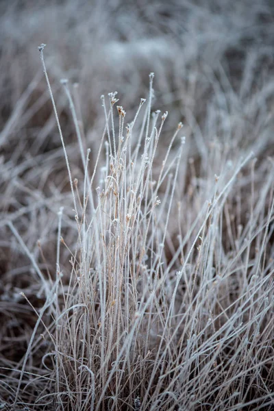 frozen grass bents in winter above snow patterned texture