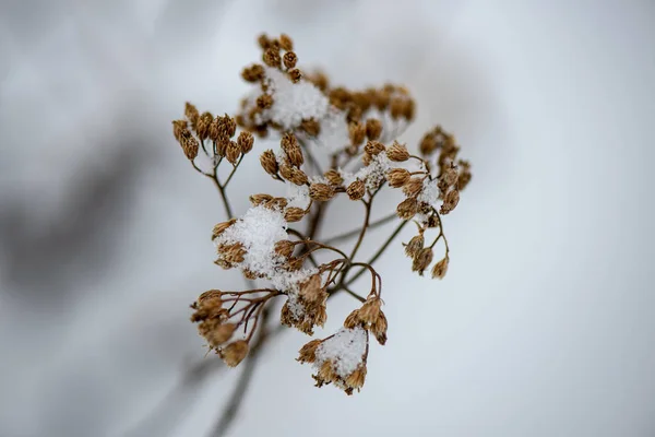 Ojíněné Trávě Bents Zimě Nad Sníh Vzorované Textury — Stock fotografie
