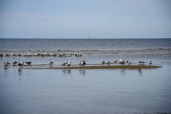 Rebanho Aves Que Descansam Perto Água Praia Junto Mar Verão — Fotografia de Stock