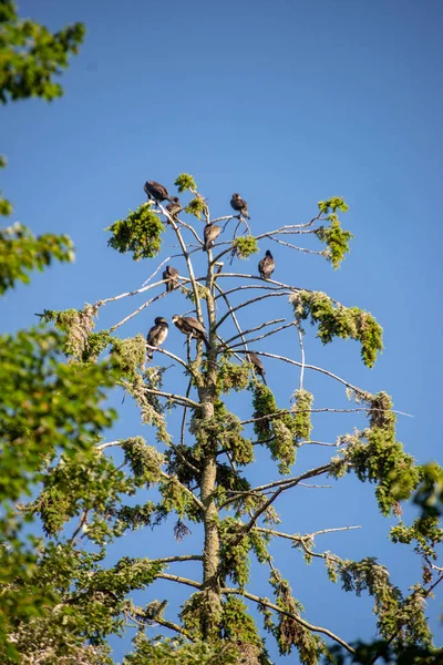 Troupeau Oiseaux Parasites Nichant Dans Les Arbres Élevés Détruisant Les — Photo