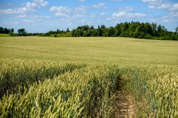 Собрать Готовые Пшеничные Поля Конце Лета Голубым Небом Белыми Облаками — стоковое фото