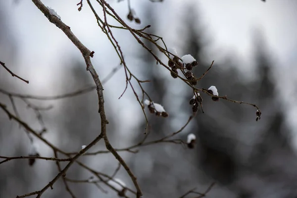 Ramas Árboles Congelados Invierno Con Fondo Borroso — Foto de Stock