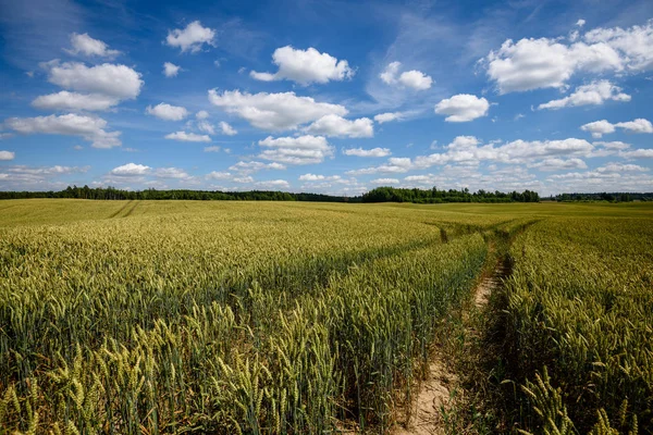 Собрать Готовые Пшеничные Поля Конце Лета Голубым Небом Белыми Облаками — стоковое фото