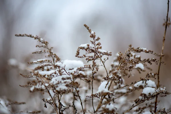 Gefrorenes Gras Biegt Sich Winter Über Schneegemusterter Textur — Stockfoto