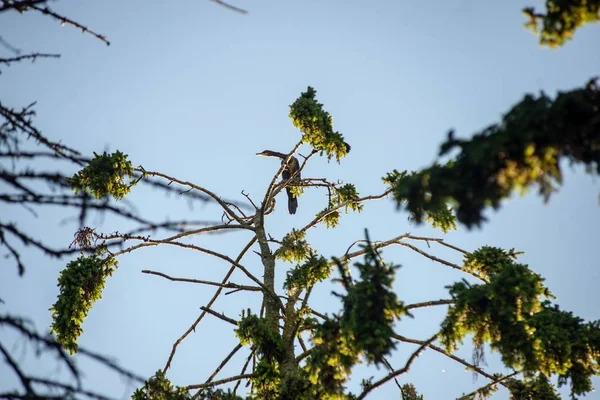 Troupeau Oiseaux Parasites Nichant Dans Les Arbres Élevés Détruisant Les — Photo
