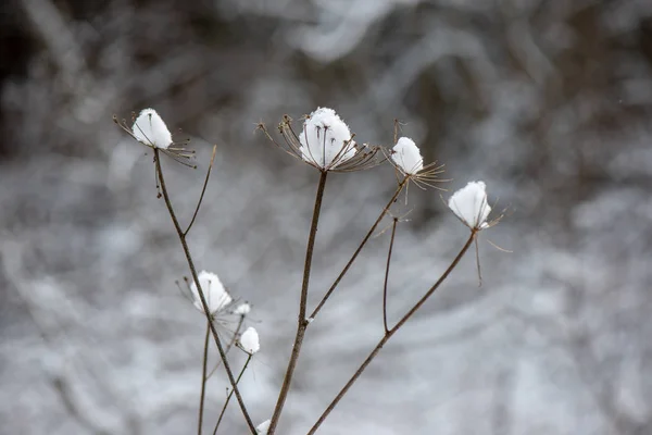 Bevroren Takken Winter Met Wazig Achtergrond — Stockfoto