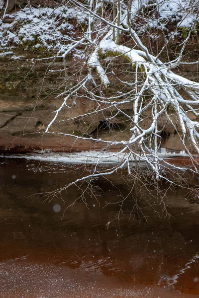 Zmrzlé Větve Zimě Rozostření Pozadí — Stock fotografie