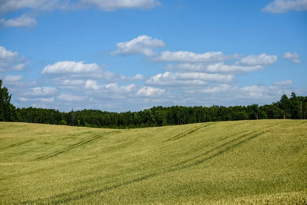 Erntereife Weizenfelder Spätsommer Unter Blauem Himmel Und Weißen Wolken Ländlicher — Stockfoto