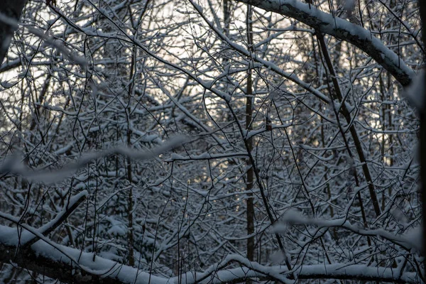 Ramas Árboles Congelados Invierno Con Fondo Borroso — Foto de Stock