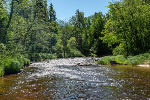 Zonsopgang Boven Rivier Van Bos Bossen Vroege Licht Rivier Amata — Stockfoto