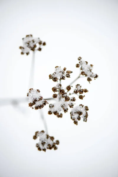 Frozen Grass Bents Winter Snow Patterned Texture — Stock Photo, Image