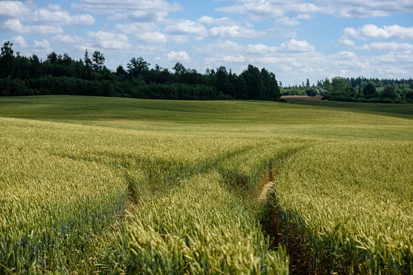 Harvest Ready Wheat Fields Late Summer Blue Sky White Clouds — Stock Photo, Image